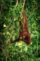 Orangutan bornejsky - Pongo pygmaeus - Bornean Orangutan o9929